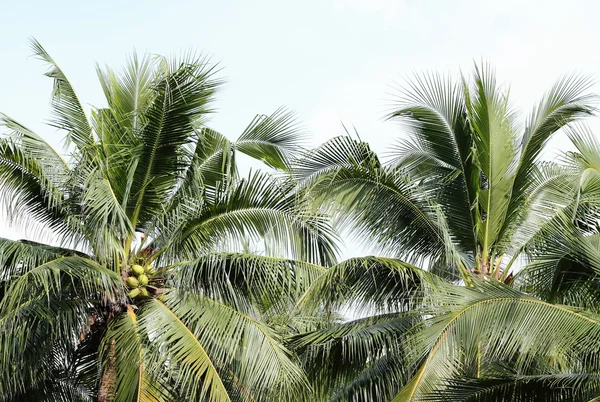 Cocos palm bomen agains — Stockfoto