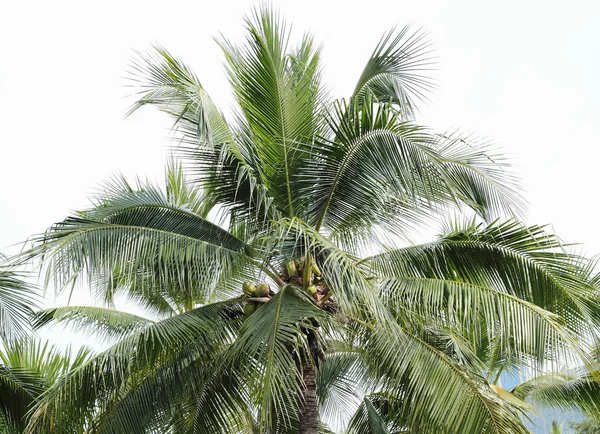 Cocos palmbomen tegen op witte achtergrond — Stockfoto