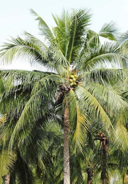 Cocos palmbomen tegen op witte achtergrond — Stockfoto