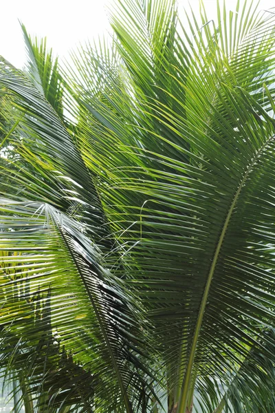 Cocos palmbomen tegen op witte achtergrond — Stockfoto