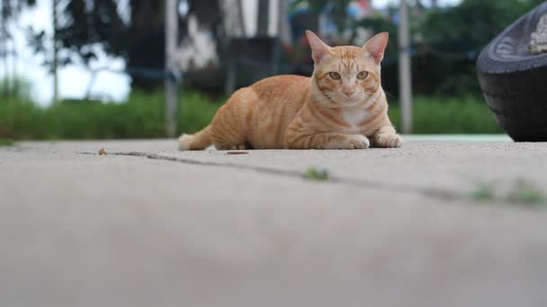 Оранжевая кошка в парке — стоковое видео