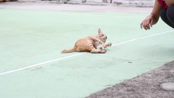 Gato naranja en el parque — Vídeo de stock