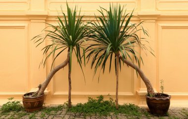 Eski duvar arka plan üzerinde iki ağaç