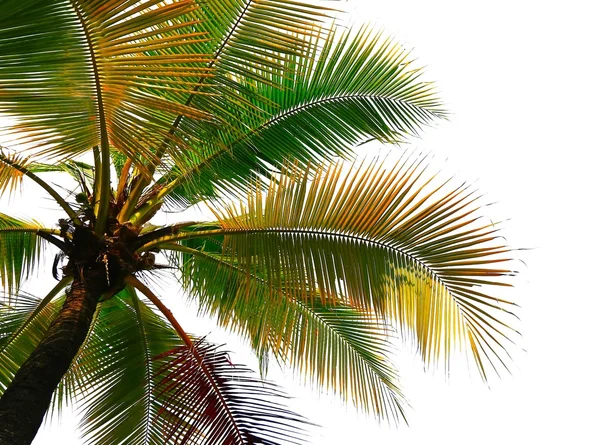 Coconut palm bomen perspectief weergave — Stockfoto