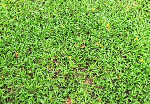 Зеленая текстура травы в парке — стоковое фото