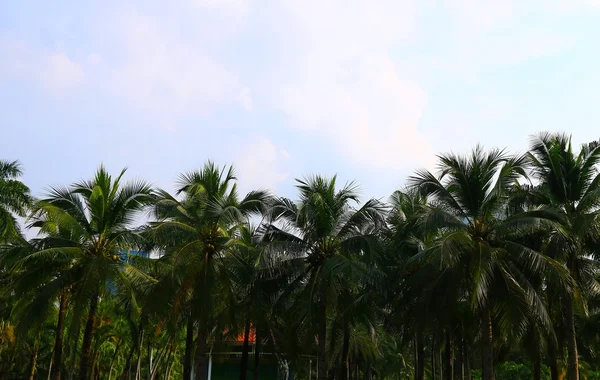 Kokospalmer mot på himmel bakgrund — Stockfoto