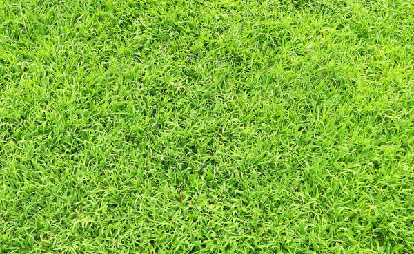 Herbe verte fraîche dans le parc — Photo