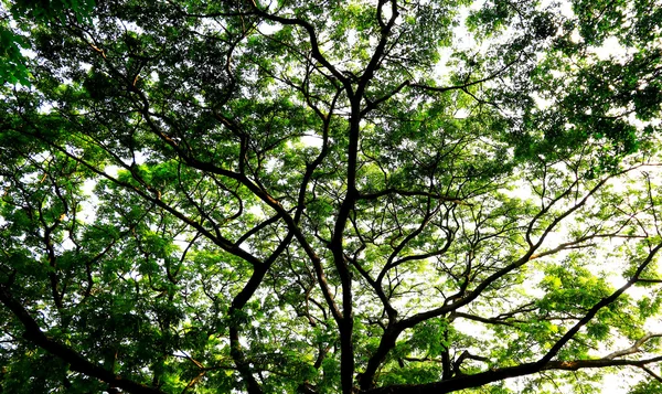 Зеленый лесной фон в солнечный день — стоковое фото