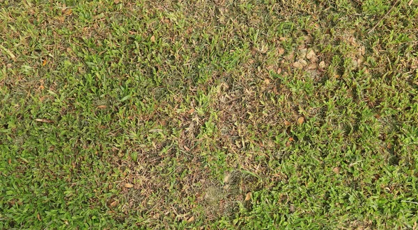 Hierba verde y hierba seca — Foto de Stock