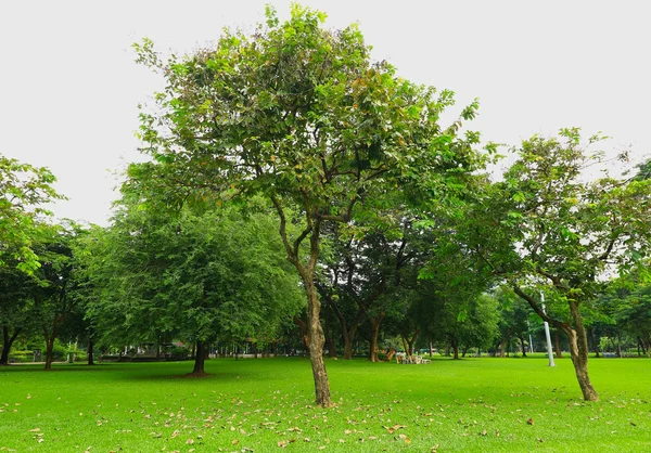 Zelený trávník se stromy v parku — Stock fotografie