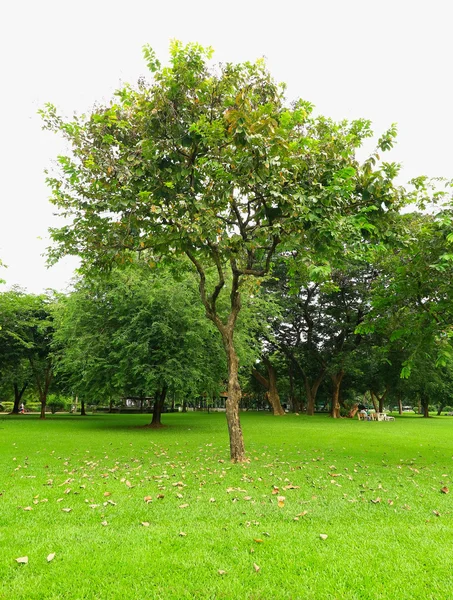 Prato verde con alberi in parco — Foto Stock