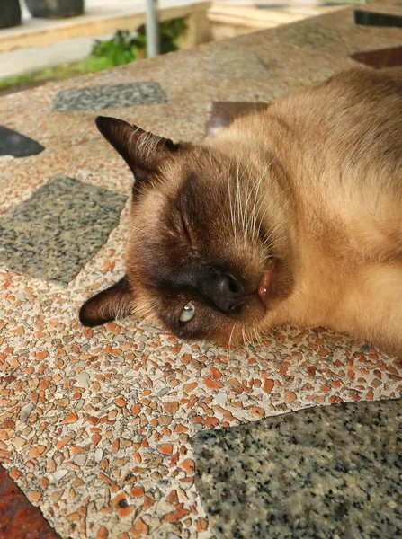 Katze im Park — Stockfoto