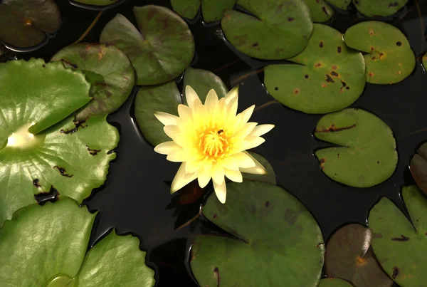 Cluseup sarı lotus çiçeği — Stok fotoğraf