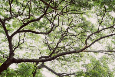 Gün ışığı üzerinde ağaç siluet