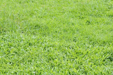 yeşil çimen dokusu arkaplanı