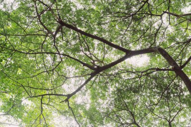 Gün ışığı üzerinde ağaç siluet