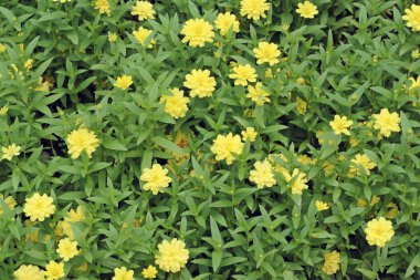 bahçede sarı nergis