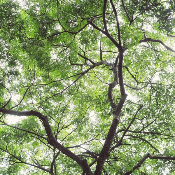 Silueta árbol a la luz del día —  Fotos de Stock
