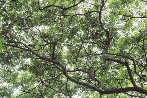 Силуэт дерева при дневном свете — стоковое фото