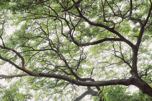 Silhouette tree on daylight — Stock Photo, Image