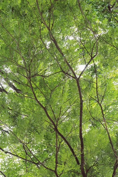 Silueta árbol a la luz del día —  Fotos de Stock