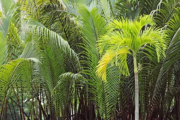 Кокосовые пальмы на зеленом фоне — стоковое фото