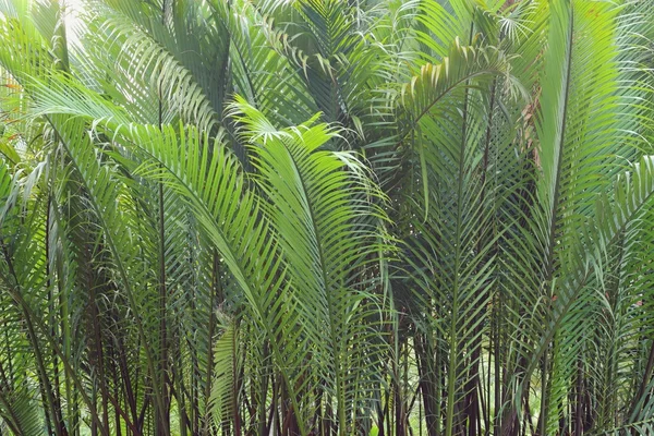 Coconut palm trees, green background — Stock Photo, Image