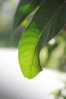 ışık ve gölge ile taze yaprak