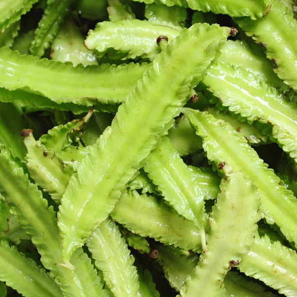Fresh Winged beans, Vegetable — Stock Photo, Image