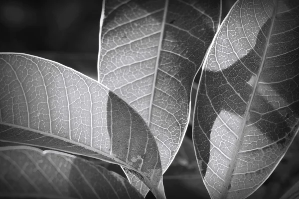 Leaf with light and shadow, black and white tone — стоковое фото