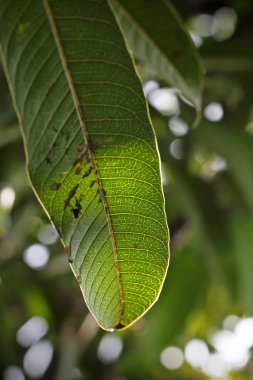 ışık ve gölge ile taze yaprak