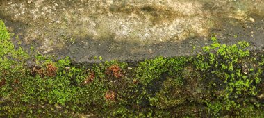 Eski duvar yosun veya duvardaki Moss yeşil