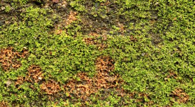 Eski duvar yosun veya duvardaki Moss yeşil