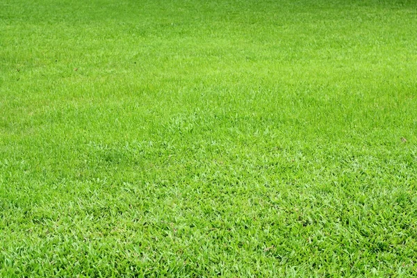 arka plan için yeşil çim