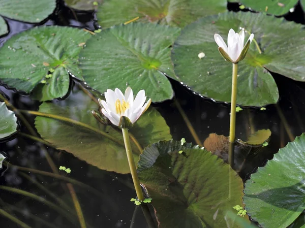 Beyaz lotus çiçeği — Stok fotoğraf