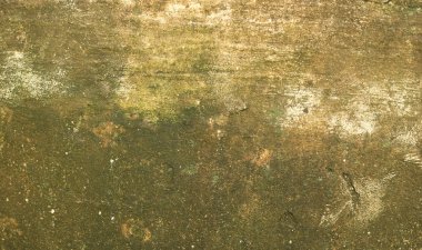 Eski duvar yosun veya duvardaki Moss yeşil