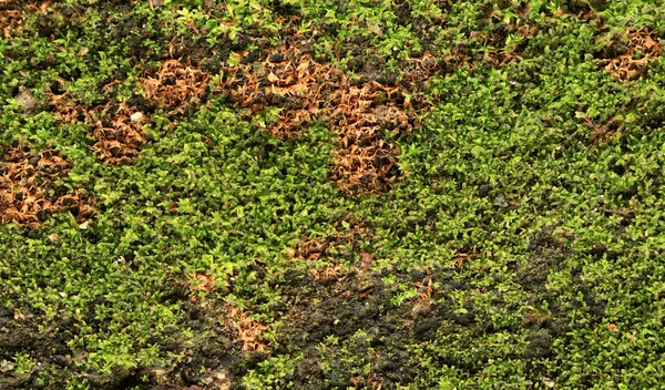 Musgo verde en la pared vieja o musgo en la pared —  Fotos de Stock