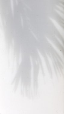  Hindistan cevizi yaprakları gölge beyaz duvar