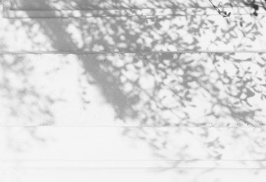 Beyaz duvardaki yaprakların gölgesi