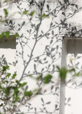 Beyaz duvardaki yaprakların gölgesi