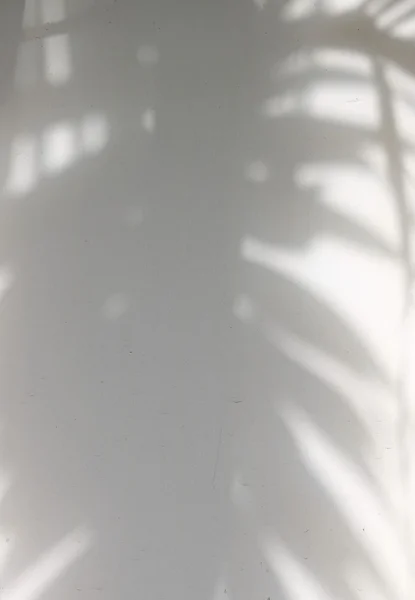 Bayangan daun di dinding — Stok Foto