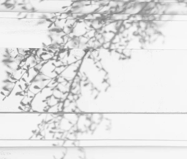 Тень листьев на белой стене — стоковое фото