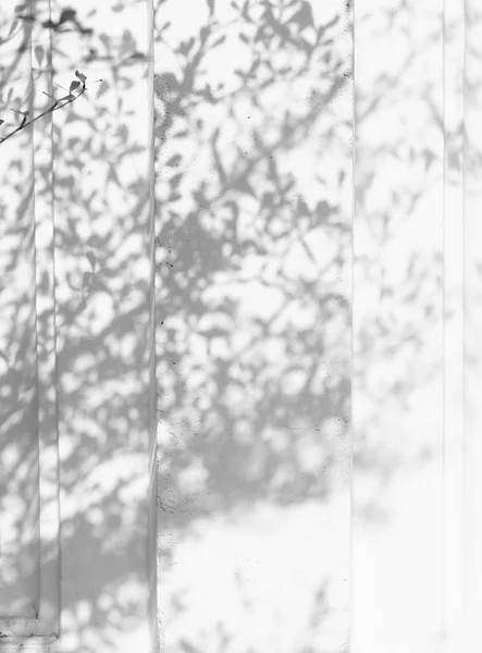 白い壁に葉の影 — ストック写真