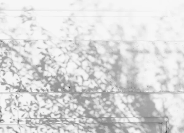 Schaduw van de bladeren op een witte muur — Stockfoto