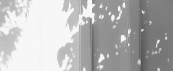 Schaduw van de bladeren op een witte muur — Stockfoto