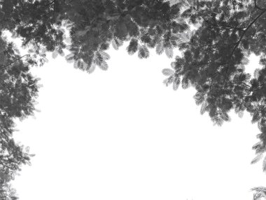 beyaz üzerine siyah dallar gradyan