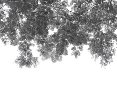 beyaz üzerine siyah dallar gradyan