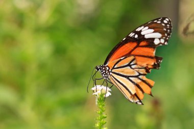 Gün boyu bir çiçek üzerinde Monarch kelebek (Danaus plexippus).