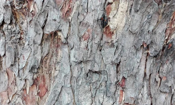 Textura de corteza de árbol en el parque — Foto de Stock