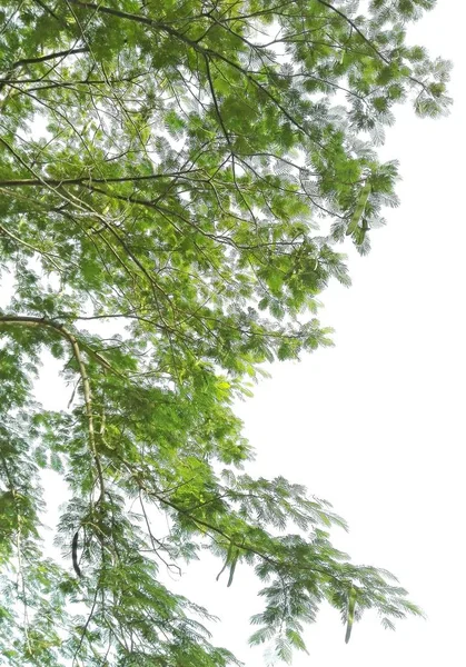 Orman ağaçları. ahşap doğa Yeşil ışığı — Stok fotoğraf